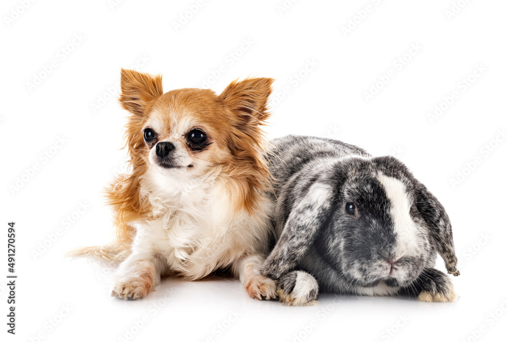 Lop rabbit rhoen and chihuahua