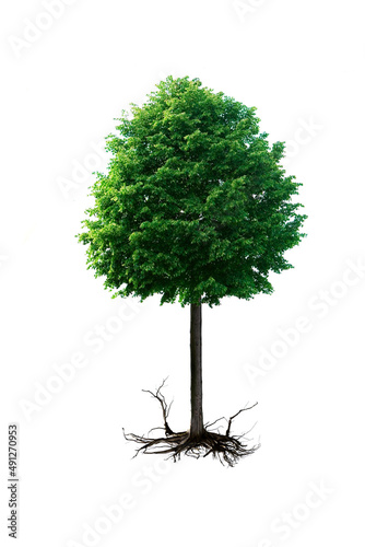 Friegestellter Baum mit Wurzeln