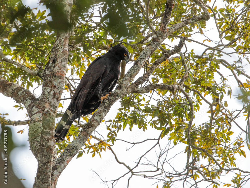 Fototapeta premium Black Hawk-Eagle - Spizaetus tyrannus – gavião-pega-macaco
