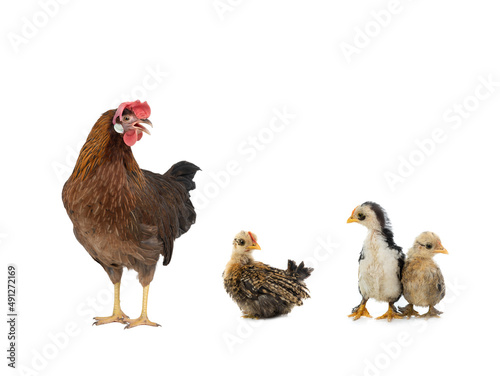  hen and chick isolated on a white background.