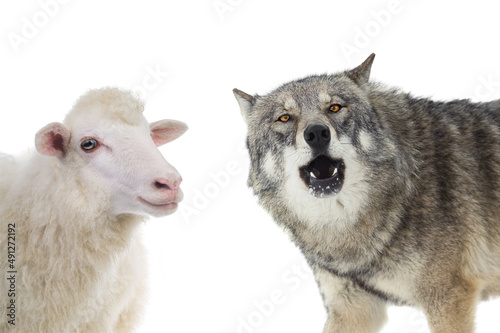  wolf and sheep portrait isolated on a white background.