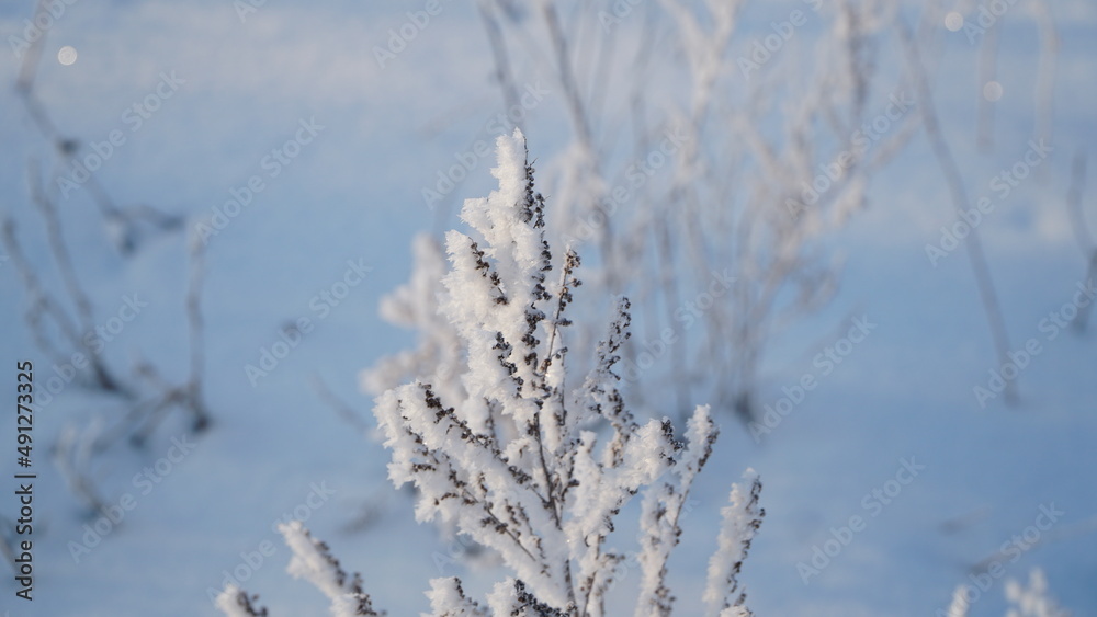 frost on grass