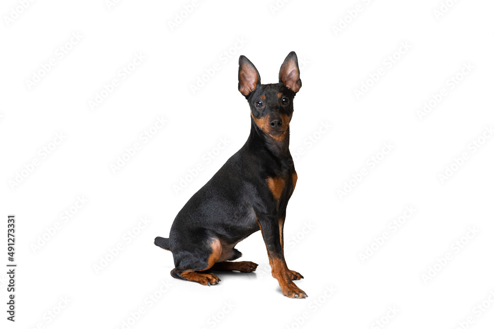 Studio shot of beautiful cute dog, Zwergpinscher posing isolated on white background. Concept of motion, pets love, animal life.
