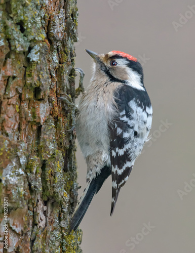 Male Lesser spotted woodpecker (Dryobates minor) inspecting a bark of big tree for food photo