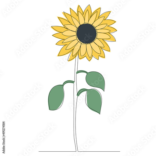 sunflower drawing in one continuous line, isolated vector