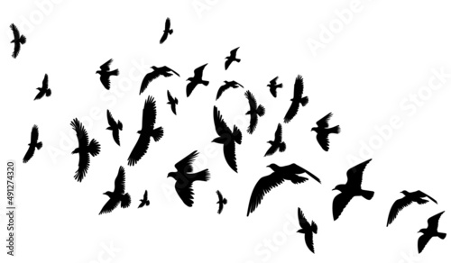 flying birds set black silhouette, isolated vector