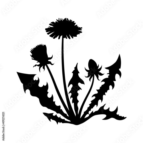 Isolated black dandelion silhouette. Wildflower scene. Summer grass drawing. Plant graphic