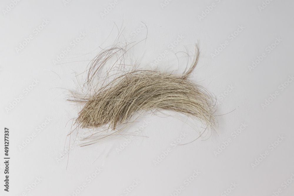 cut strands of gray hair on a white background cut strands of gray hair on a white background
