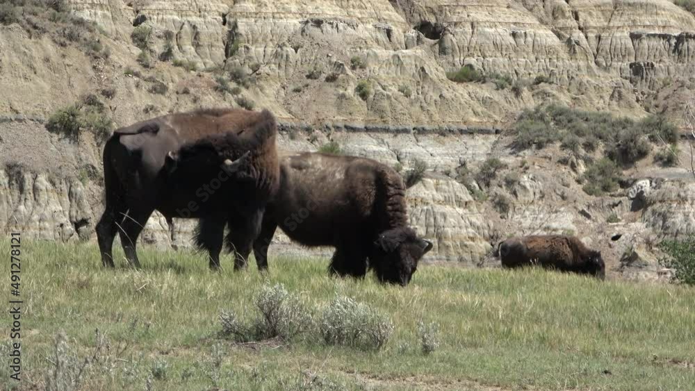 Bisons walking through the grassland in the Theodore Roosevelt National Park Bisons walking through the grassland in the Theodore Roosevelt National Park