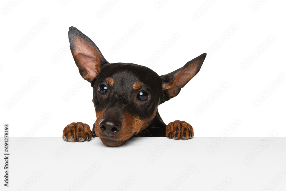 Close-up face of beautiful cute dog, Zwergpinscher posing isolated on white background. Concept of motion, pets love, animal life.