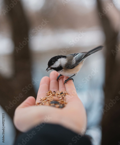 Feeding chickadees in Canadian winter photo