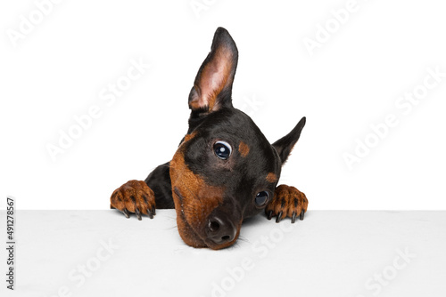 Close-up face of beautiful cute dog, Zwergpinscher posing isolated on white background. Concept of motion, pets love, animal life.