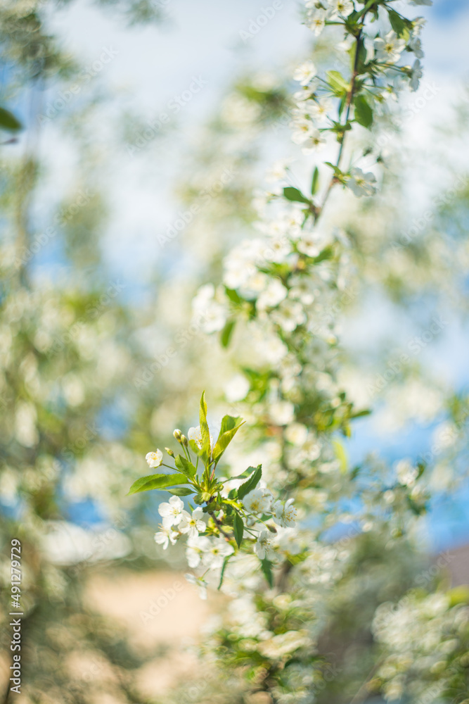 Obraz premium blossoming tree in spring