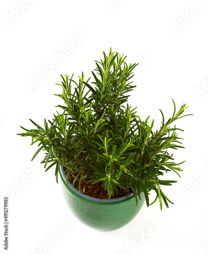 rosemary growing in a green pot