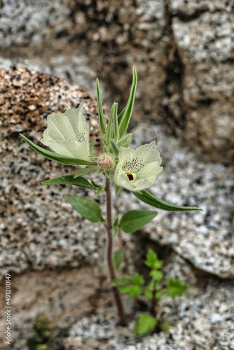 Ghost flower (Mohavea confertiflora) in the Sonoran desert of Anza-Borrego, California, USA
 photo