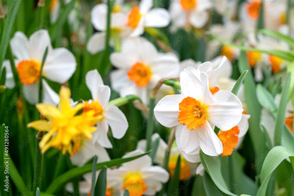 White blooming narcissus in the spring garden White blooming narcissus in the spring garden