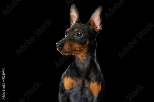Portrait of adorable Zwergpinscher dog posing isolated on dark background. Concept of beauty, motion, pets love, animal life, fashion.