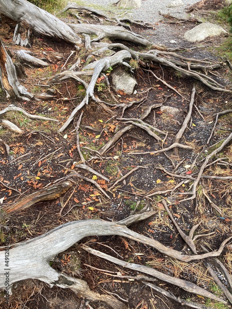 Autumn roots Autumn roots