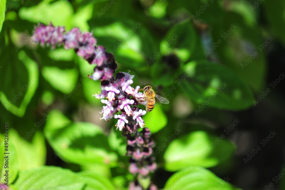 Insect pollinating flowers in nature. Insect pollinating flowers in nature.