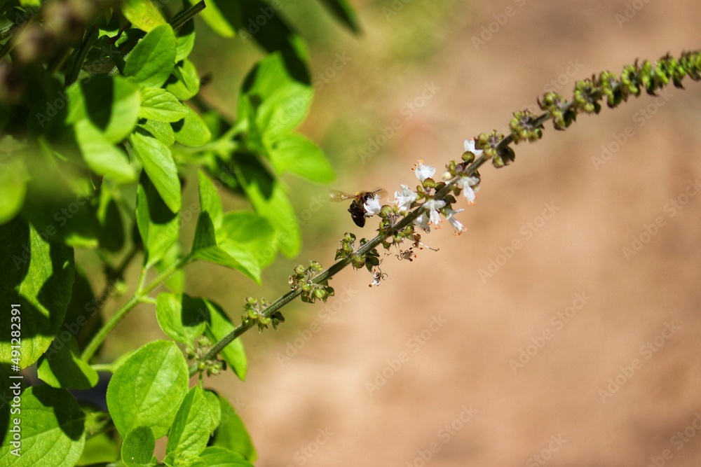 Insect pollinating flowers in nature. Insect pollinating flowers in nature.