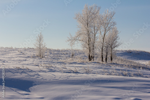 Minimalistic snowy landscape with frosted trees and their shadows in a snowy field.