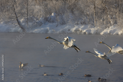 The three swans prepare to land on a lake on a foggy winter morning in the Altai Territory. © Irina Solonina