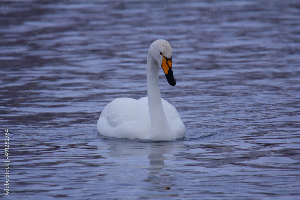 Naklejka premium A lone white swan floats on the lake.