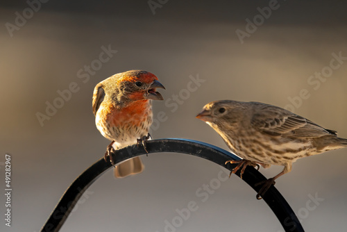 Принти на полотні A male house finch chirping a female on a fence post