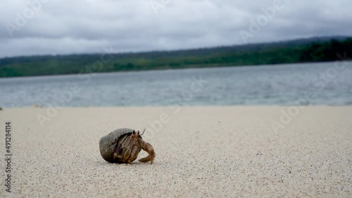 hermit crab on the beach