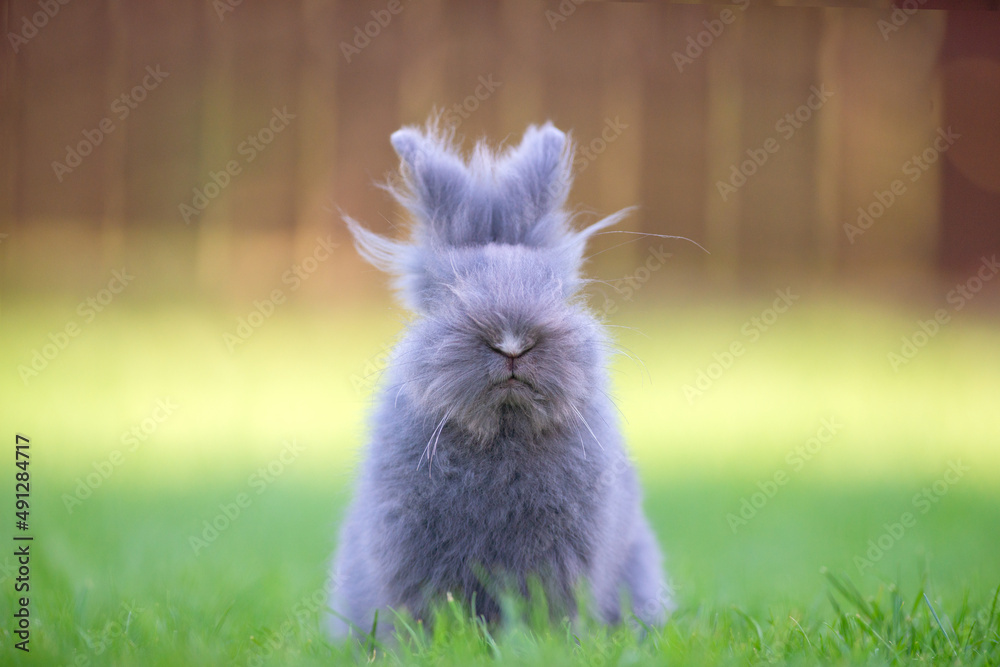 Cute grey fluffy rabbit sitting on grass backyard. Cute grey fluffy rabbit sitting on grass backyard.