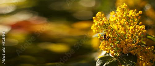 Bee collects nectar on blossoming beautyful yellow Mahonia repens - honey tree. Banner photo