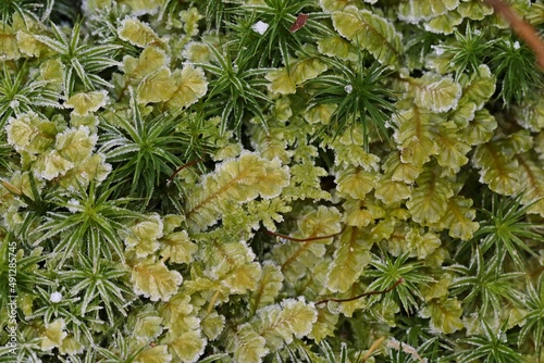 Großes Schiefmundmoos (Plagiochila asplenioides) bei Frost photo