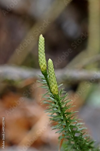 Sprossender Bärlapp (Spinulum annotinum) photo