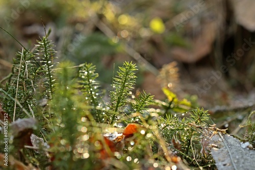 Sprossender Bärlapp (Spinulum annotinum) photo