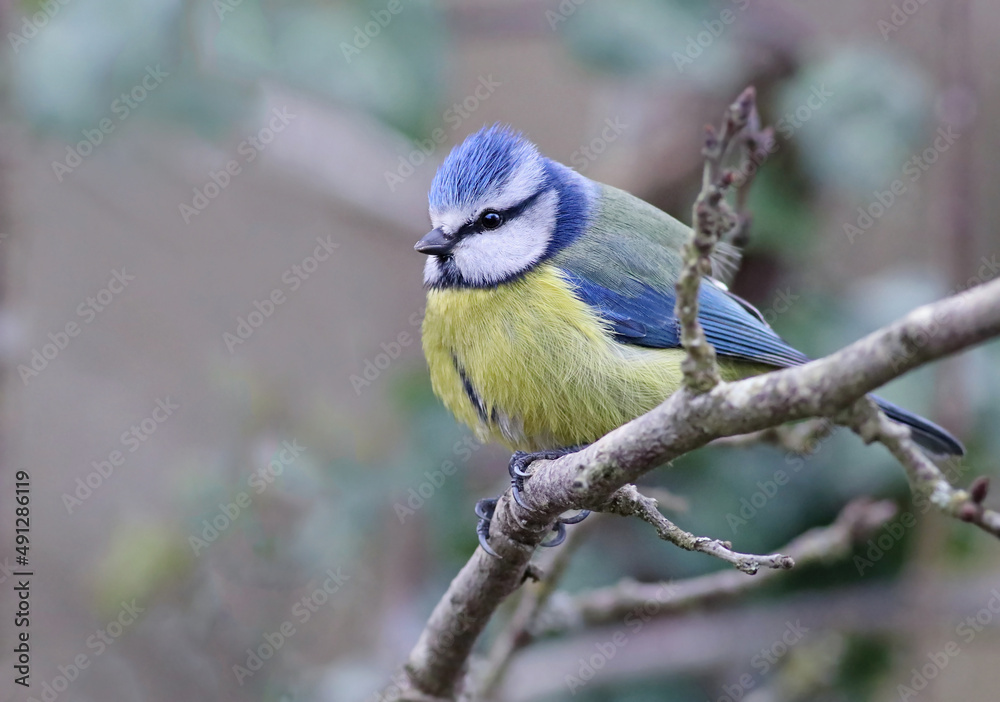 Obraz premium Cute tiny eurasian blue tit (Cyanistes caeruleus) perched on a branch with vibrant natural background. Colorful garden bird singing in the forest. Lugo, Galicia, Spain.