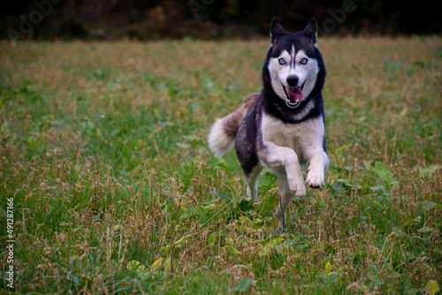 Beautiful female siberian husky dog running with blur background