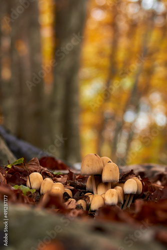 Mushroom family 