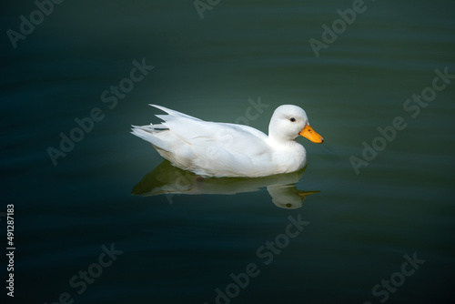White duck swimming on a still calm lake at sunset