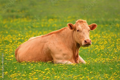 Photos Lovely cow lying in the pasture with blooming dandelions - Limousin breed