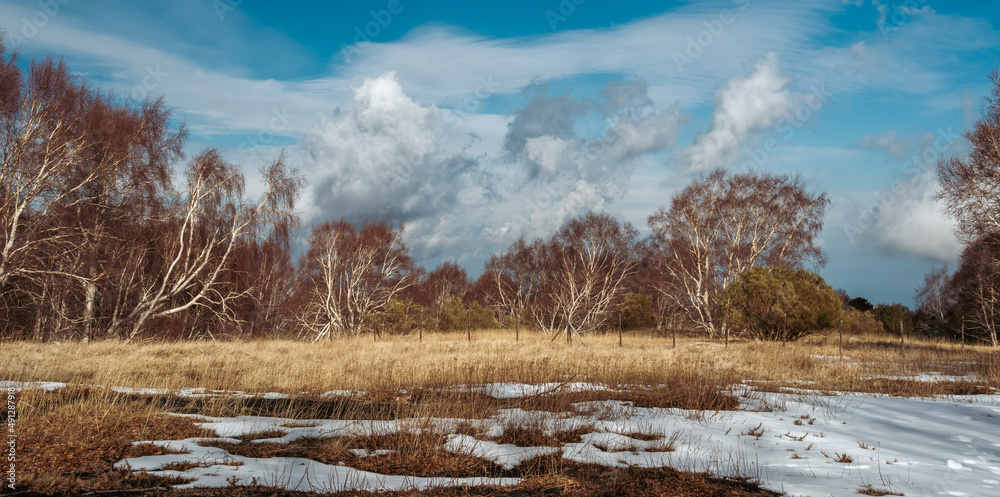 snowy birch forest in a volcano snowy birch forest in a volcano