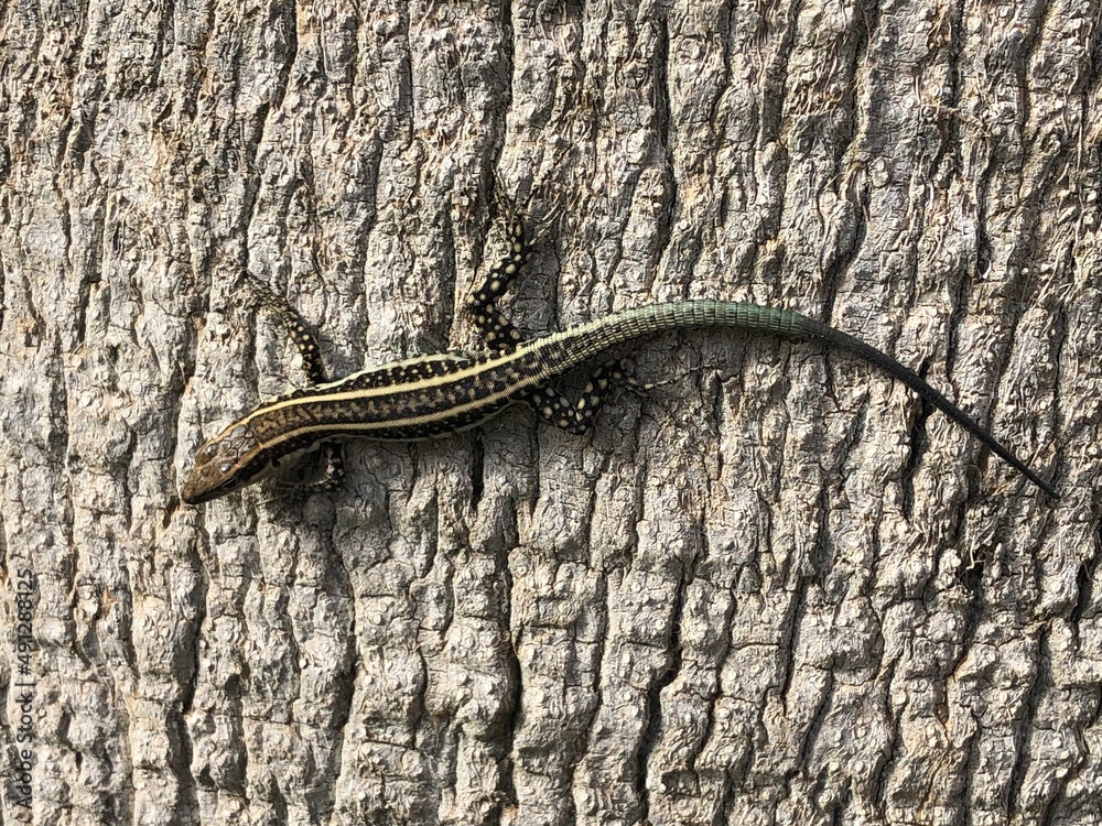 Obraz premium Lizard on a tree