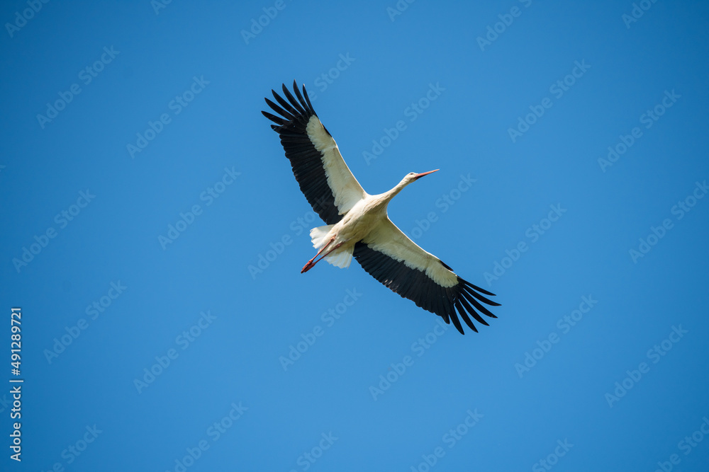 White stork in flight against a blue sky White stork in flight against a blue sky