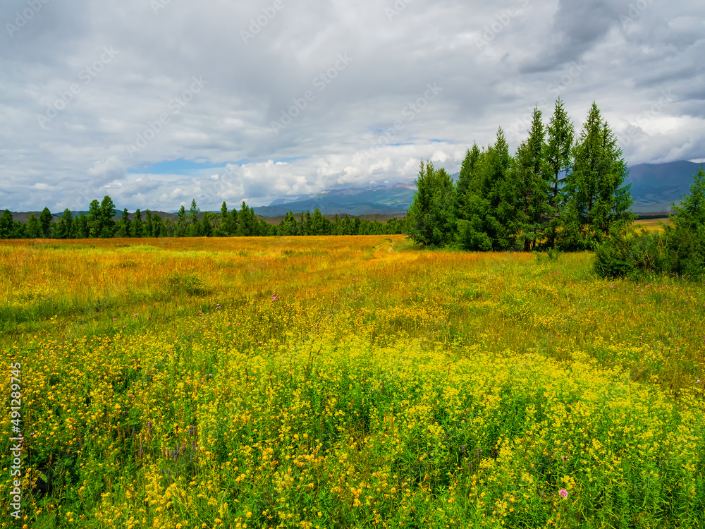 Mountain alpine woodland. Spring atmospheric green forest landscape. Alpine calm landscape of a blooming spring field with cedars.