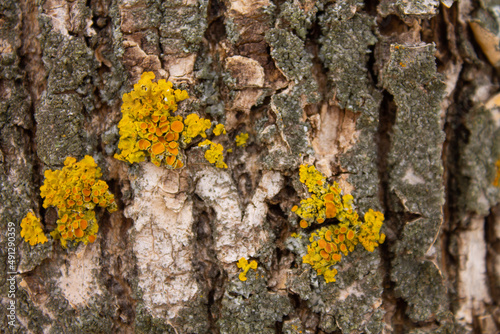 Yellow lecheynik on the crown of a tree © maltsev_em