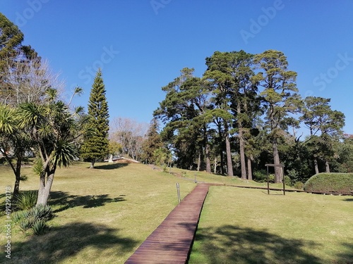 trees in the park