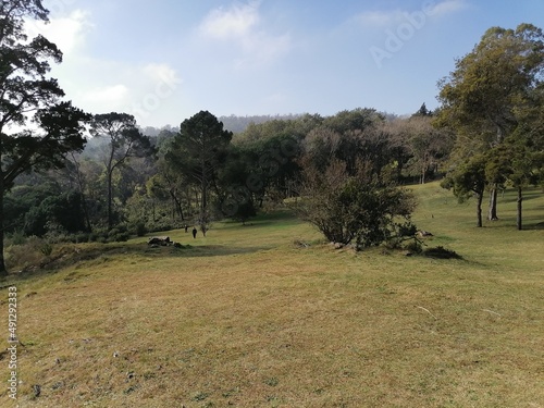 landscape with trees