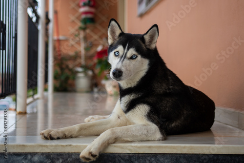 Portrait of Beautiful young female siberian husky dog with blur background 