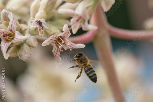 bee on a flower flying