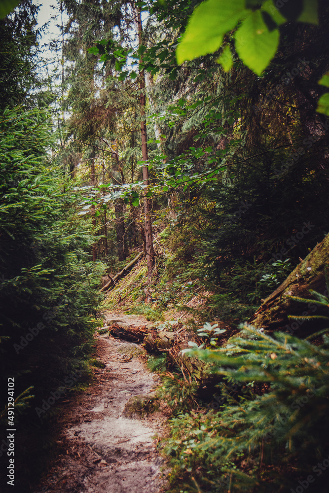 Obraz premium Wunderschöne Waldlandschaft Kirnitzschtal mit einem Hauch von Fantasie, aufgenommen in der Sächsischen Schweiz mit den berühmten Schrammsteine im Schweiz-Osterzgebirge in Sachsen. Fotografiert im Hoc