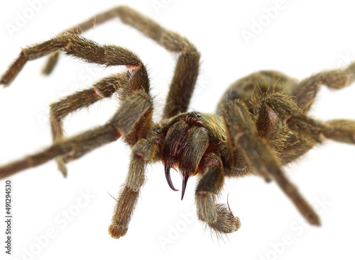 Tarantula spider, Chaetopelma olivaceum (Arachnida: Theraphosidae). Common names: Ischnocolus jerusalemensis, black furry, black tarantula, Middle East gold. Isolated on a white background
